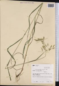 Bromus ciliatus L., America (AMER) (Canada)