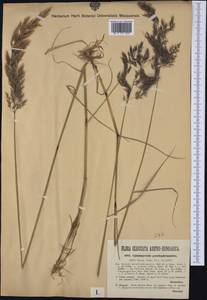 Calamagrostis pseudophragmites (Haller f.) Koeler, Western Europe (EUR) (Italy)