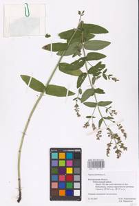 MHA 0 155 640, Nepeta nuda subsp. nuda, Eastern Europe, Central forest-and-steppe region (E6) (Russia)