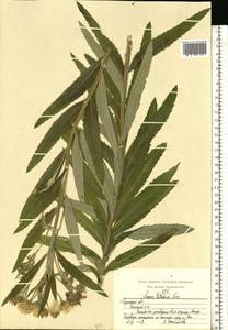 Jacobaea paludosa subsp. lanata (Holub) B. Nord., Eastern Europe, Central region (E4) (Russia)