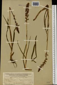 Gymnadenia conopsea (L.) R.Br., Eastern Europe, Volga-Kama region (E7) (Russia)