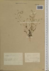 Draba nemorosa L., Siberia, Altai & Sayany Mountains (S2) (Russia)