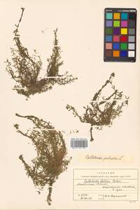 Callitriche palustris subsp. palustris, Siberia, Chukotka & Kamchatka (S7) (Russia)