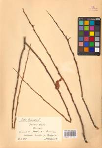 Salix triandra L., Siberia, Russian Far East (S6) (Russia)