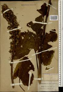 Ligularia subsagittata Pojark., Caucasus, North Ossetia, Ingushetia & Chechnya (K1c) (Russia)
