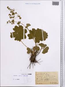 Alchemilla sibirica Zämelis, Middle Asia, Northern & Central Tian Shan (M4) (Kazakhstan)