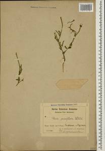 Picris pauciflora Willd., Caucasus, Azerbaijan (K6) (Azerbaijan)