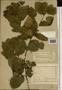 Ulmus laevis Pall., Eastern Europe, Central region (E4) (Russia)