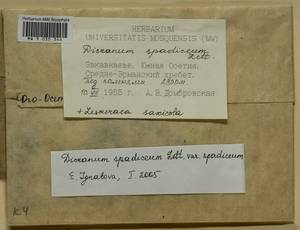 Dicranum spadiceum J.E. Zetterst., Bryophytes, Bryophytes - Transcaucasia (B13) (South Ossetia)