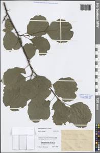 Alnus glutinosa (L.) Gaertn., Eastern Europe, Central forest-and-steppe region (E6) (Russia)
