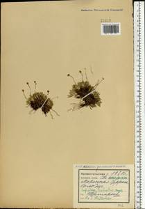 Tofieldia pusilla (Michx.) Pers., Eastern Europe, Northern region (E1) (Russia)