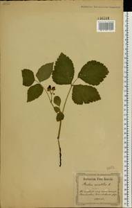 Rubus saxatilis L., Eastern Europe, North Ukrainian region (E11) (Ukraine)