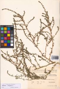 Bassia scoparia (L.) Beck, Eastern Europe, Western region (E3) (Russia)