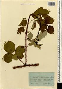 Rubus discernendus (Sudre) Sudre, Caucasus, Georgia (K4) (Georgia)