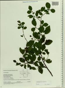 Cotoneaster acutifolius Turcz., Eastern Europe, Central region (E4) (Russia)
