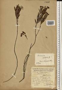 Andromeda polifolia L., Eastern Europe, Volga-Kama region (E7) (Russia)