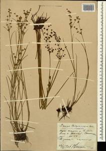 Juncus articulatus L., Caucasus, Stavropol Krai, Karachay-Cherkessia & Kabardino-Balkaria (K1b) (Russia)