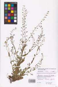Myosotis arvensis (L.) Hill, Eastern Europe, North-Western region (E2) (Russia)