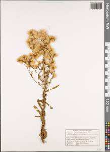Dittrichia viscosa (L.) Greuter, Africa (AFR) (Spain)
