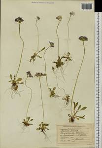 Primula farinosa L., Siberia, Chukotka & Kamchatka (S7) (Russia)