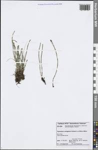 Equisetum variegatum Schleich. ex F. Weber & D. Mohr, Siberia, Central Siberia (S3) (Russia)