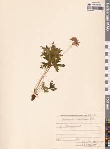 Geranium erianthum DC., Siberia, Chukotka & Kamchatka (S7) (Russia)