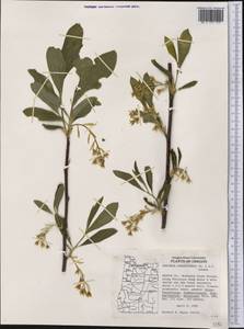 Oemleria cerasiformis (W.L Hooker & Arnott) Landon, America (AMER) (United States)