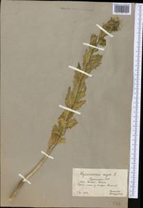 Hyoscyamus niger L., Middle Asia, Kopet Dag, Badkhyz, Small & Great Balkhan (M1) (Turkmenistan)