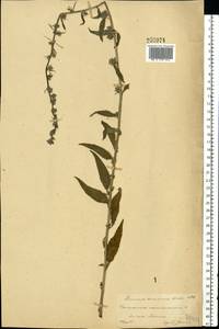 Campanula rapunculoides L., Eastern Europe, Central forest-and-steppe region (E6) (Russia)