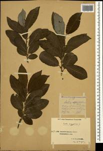 Salix aegyptiaca L., Caucasus, Azerbaijan (K6) (Azerbaijan)