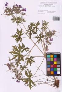 Geranium pratense L., Eastern Europe, Central region (E4) (Russia)