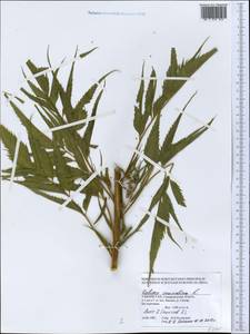 Datisca cannabina L., Middle Asia, Pamir & Pamiro-Alai (M2) (Uzbekistan)