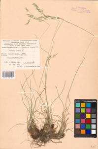 Festuca rubra L., Eastern Europe, West Ukrainian region (E13) (Ukraine)