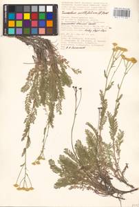 Tanacetum millefolium (L.) Tzvelev, Eastern Europe, Lower Volga region (E9) (Russia)