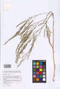 Asparagus officinalis L., Eastern Europe, Lower Volga region (E9) (Russia)