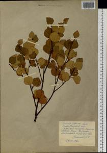 Betula pubescens var. pumila (Zanoni ex Murray) Govaerts, Siberia, Western Siberia (S1) (Russia)