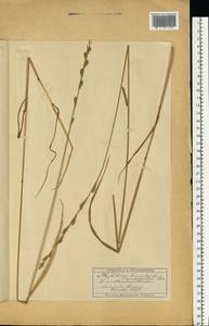Lolium remotum Schrank, Eastern Europe, Moscow region (E4a) (Russia)