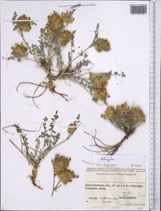 Astragalus, Middle Asia, Syr-Darian deserts & Kyzylkum (M7) (Kazakhstan)