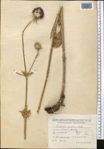 Dipsacus strigosus Willd., Middle Asia, Northern & Central Tian Shan (M4) (Kazakhstan)