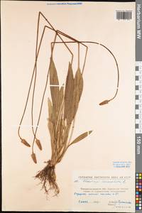Plantago lanceolata L., Eastern Europe, North Ukrainian region (E11) (Ukraine)