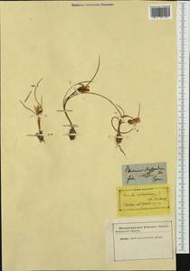 Romulea bulbocodium (L.) Sebast. & Mauri, Western Europe (EUR) (Not classified)