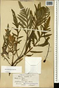 Papaver setiferum Goldblatt, Caucasus, Armenia (K5) (Armenia)