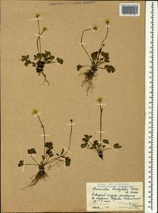 Ranunculus brachylobus Boiss. & Hohen., Caucasus, Krasnodar Krai & Adygea (K1a) (Russia)