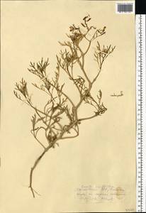 Cakile maritima subsp. baltica (Jord. ex Rouy & Foucaud) Hyl. ex P.W. Ball, Eastern Europe, Lithuania (E2a) (Lithuania)