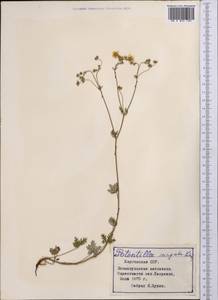 Potentilla virgata Lehm., Middle Asia, Northern & Central Tian Shan (M4) (Kyrgyzstan)