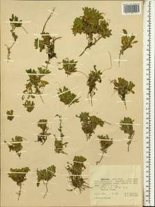 Brassicaceae, Africa (AFR) (Ethiopia)