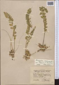 Astragalus lentilobus R.V. Kamelin & S.S. Kovalevskaya, Middle Asia, Western Tian Shan & Karatau (M3) (Uzbekistan)