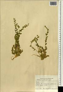 Astragalus dactylocarpus, South Asia, South Asia (Asia outside ex-Soviet states and Mongolia) (ASIA) (Iraq)