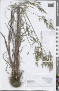 Bromus japonicus Houtt., Eastern Europe, Central region (E4) (Russia)