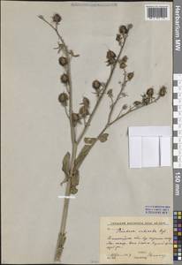 Rindera echinata Regel, Middle Asia, Western Tian Shan & Karatau (M3) (Uzbekistan)